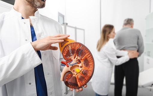 urology-and-treatment-of-kidney-disease-anatomica-2025-04-10-14-54-10-utc (1)-min (1).jpg urology-and-treatment-of-kidney-disease-anatomica-2025-04-10-14-54-10-utc (1)-min (1).jpg