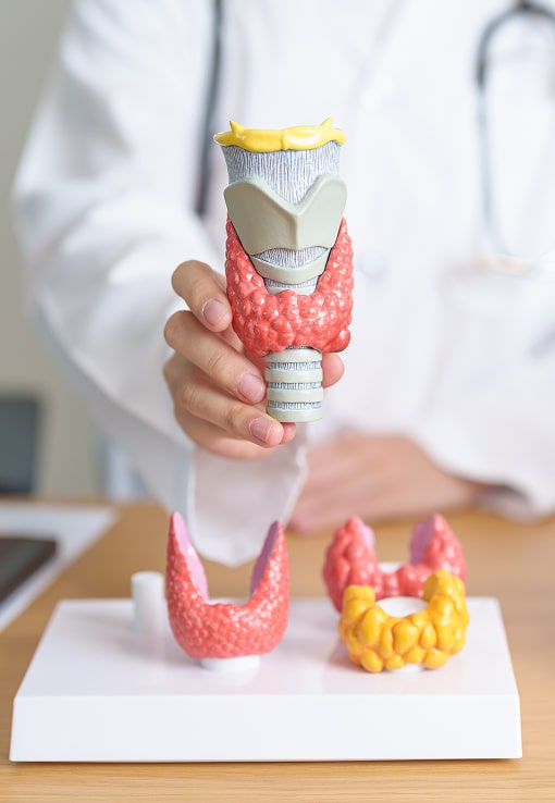 doctor-with-human-thyroid-anatomy-model-2025-03-05-15-10-38-utc 1-min.jpg doctor-with-human-thyroid-anatomy-model-2025-03-05-15-10-38-utc 1-min.jpg